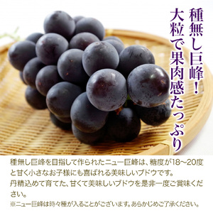 【先行予約】宮内果樹観光園のシャインマスカットとニュー巨峰 約2kg | フルーツ 果物 ぶどう ぶどう ブドウ ぶどう シャインマスカット マスカット 巨峰 ぶどう ぶどう 巨峰 国産 大分県 中津市