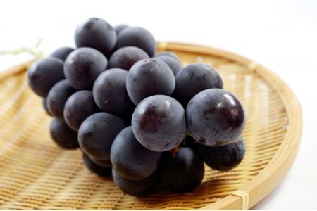 【先行予約】【数量限定】宮内果樹観光園のニュー巨峰 約1kg ぶどう 2～3房 | フルーツ くだもの 巨峰 ニュー巨峰 大分県 中津市