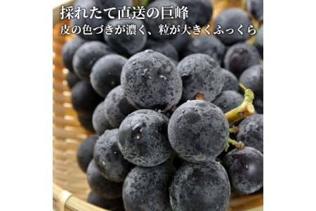 【先行予約】【数量限定】宮内果樹観光園のニュー巨峰 約1kg ぶどう 2～3房 | フルーツ くだもの 巨峰 ニュー巨峰 大分県 中津市