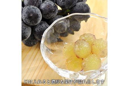 【先行予約】【数量限定】宮内果樹観光園のニュー巨峰 約1kg ぶどう 2～3房 | フルーツ くだもの 巨峰 ニュー巨峰 大分県 中津市