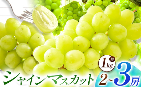 【先行予約】【数量限定】宮内果樹観光園のシャインマスカット 約1kg 2房前後 | フルーツ 果物 くだもの ぶどう ブドウ 葡萄 シャインマスカット マスカット 産地直送 国産 大分県 中津市