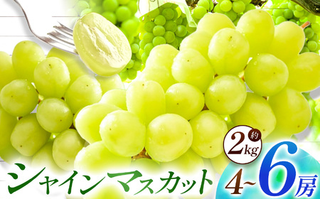 【先行予約】【数量限定】宮内果樹観光園のシャインマスカット 約2kg 5房前後 | フルーツ 果物 くだもの ぶどう ブドウ 葡萄 シャインマスカット マスカット 産地直送 国産 大分県 中津市