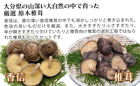 大分県産 原木椎茸2種食べ比べセットE(香信・椎茸) 乾燥椎茸 干し椎茸