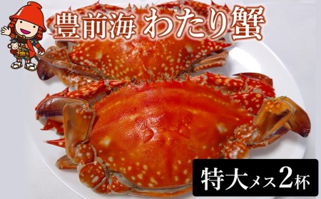 期間限定 豊前海わたり蟹 特大 メス 500g 599g 2杯 活きたまま塩茹 急速冷凍 カニ ワタリガニ 渡り蟹 熨斗対応可 大分県中津市 ふるさと納税サイト ふるなび