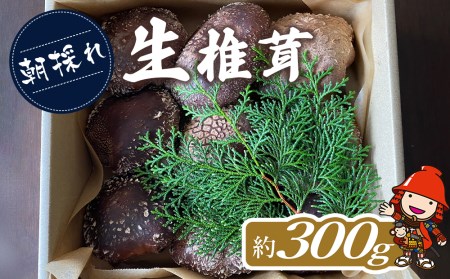 【期間限定】朝採れ 生椎茸 約300g (大小10個程度) 生しいたけ 生シイタケ 原木栽培 茸 きのこ 大分県産 九州産 中津市 国産