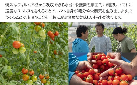 【期間限定】フルーツトマト 玄 2kg×1箱 ミニトマト ぷちとまと プチトマト 大分県中津産 九州野菜