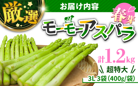 アスパラガス (モーモーアスパラ)  春芽 3L 1.2kg  野菜[ARAI033]