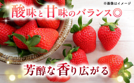 「ベリーツ」平大玉 約280g×2パック  日田市 / 株式会社スカイファーム[AREU001]