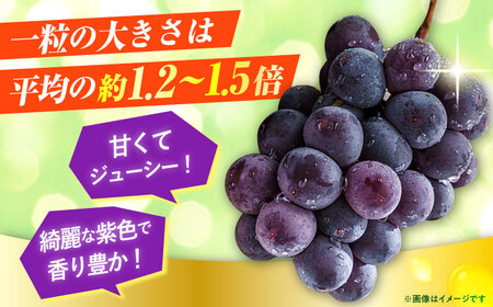 【先行予約・26年8月以降発送】 ピオーネ 1箱(600～700g)×2房 / ピオーネ / 【配送不可地域：北海道・沖縄・離島】 [AREW004]