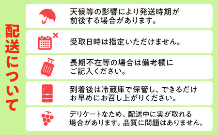 【先行予約・26年8月以降発送】シャインマスカット 1箱(600g〜700g)×2房  ブドウ 葡萄 フルーツ 果物  シャインマスカット 【配送不可地域：北海道・沖縄・離島】[AREW005]