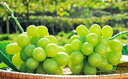 【先行予約・26年8月以降発送】日田市産シャインマスカット2㎏(3～5房) ぶどう[ARFD007]