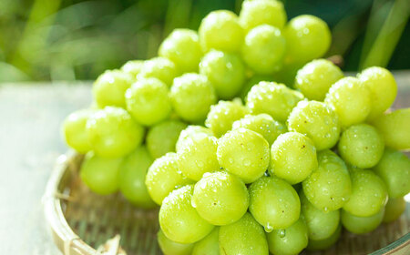 【先行予約・26年8月以降発送】日田市産シャインマスカット2㎏(3～5房) ぶどう[ARFD007]