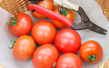 トマトドレッシング(3本)詰め合わせセット 日田市 / 有限会社マルカ農園(トマトファーム) とまと ドレッシング[ARAH003]