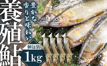 日田産養殖鮎(冷凍)1kg　日田市 / 日田漁業協同組合 魚 あゆ アユ[ARFJ003]