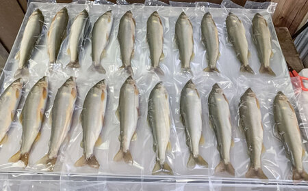 日田産養殖鮎(冷凍)1kg　日田市 / 日田漁業協同組合 魚 あゆ アユ[ARFJ003]