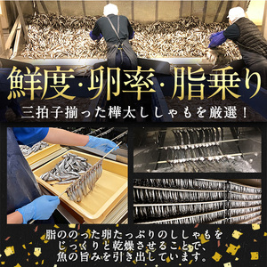 子持ち樺太ししゃも丸干し (計1kg・500g×2袋) 干物 ししゃも シシャモ 丸干し 魚 海鮮 冷凍 大分県 佐伯市【AP82】【(株)ヤマジン】