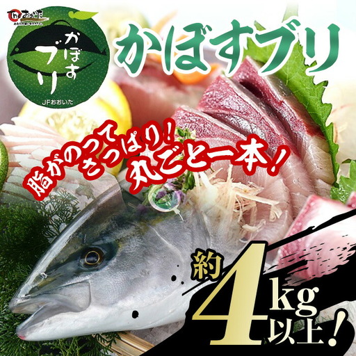 【水揚げ次第お届け】米水津産かぼすブリ(約4kg以上)まるごと一本 期間限定 ブリ 鮮魚 刺身 刺し身 さしみ 鰤 ぶり 煮付け 大分県 佐伯市【EW065】【Up】