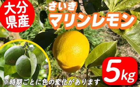 さいき マリンレモン (計5kg) 柑橘 レモン 国産 れもん 檸檬 果物 くだもの 果実 フルーツ 大分県 佐伯市【DD09】【JAおおいた 県南柑橘選果場】
