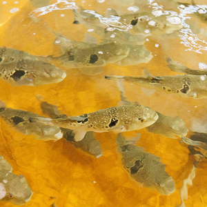 豊後水道 とらふぐ 切り身 (計1.2kg) ふぐ フグ トラフグ ふぐ鍋 唐揚げ ふぐちり てっちり 小分け 切身 切り身魚 切身魚 大容量 国産 冷凍 養殖 岬ふぐ【JJ001】【浪井丸一水産】