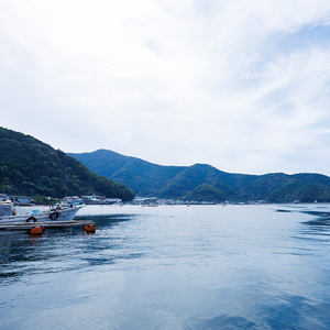 ＜ 訳あり ・ 簡易包装 ＞ 豊後水道 とらふぐ 切り身 (計1.2kg) ふぐ フグ トラフグ ふぐ鍋 唐揚げ ふぐちり てっちり 小分け 切身 切り身魚 切身魚 大容量 国産 冷凍 養殖 岬ふぐ【JJ002】【浪井丸一水産】