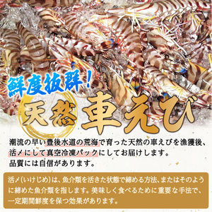 漁師直送! 天然活〆車えび (計500g・250g×2P) 大分県産 【EJ01】【萬漁丸】