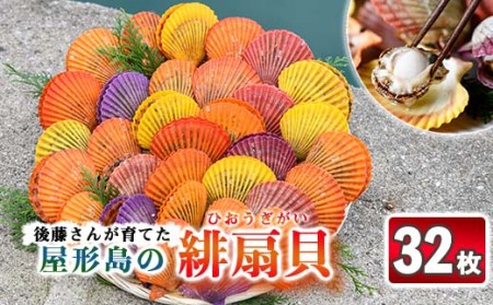 緋扇貝 (計32枚) 海鮮 ヒオウギ貝 BBQ バーベキュー 炭火焼 酒蒸し ご当地 国産 大分県産 佐伯市産  屋形島で後藤さんが育てた緋扇貝 大分県 佐伯市 【AX63】【後藤緋扇養殖販売】