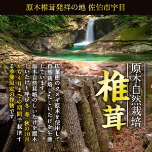 ＜先行予約受付中！2025年1月より順次発送予定＞原木栽培の大玉生しいたけ（1kg）九州産 大分県産 国産 しいたけ 椎茸 生椎茸 生シイタケ 生しいたけ 生しいたけ 生シイタケ 原木しいたけ 佐伯市【FR03】【かやの椎茸屋】