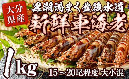 大分県産 新鮮車海老 (約1kg・15-20尾程度)直送 産直 漁師 魚 鮮魚 魚介 天然 車エビ 車海老 くるまえび 獲れたて 刺身 煮つけ フライ 塩焼き 冷蔵 大分県 佐伯市【DA02】【(有)丸直水産】