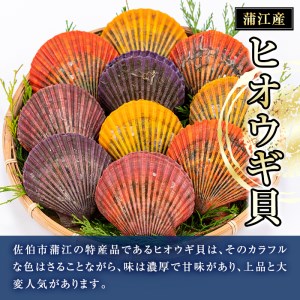 ヒオウギ貝 (10枚) 魚介 貝 ヒオウギ貝 ひおうぎ貝 酒蒸し 網焼き バター焼き バーベキュー 冷蔵 海の直売所 大分県 佐伯市【AS119】【海べ (株)】