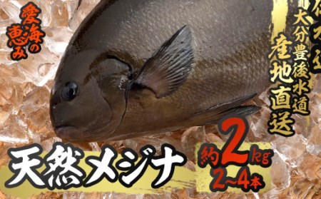 天然 メジナ (約2kg・計2-4枚) 直送 産直 漁師 魚 鮮魚 天然 メジナ グレ 寒グレ 目近魚 白身魚 獲れたて 刺身 煮つけ 塩焼き 冷蔵 豊後水道 大分県 佐伯市 愛海の恵み【CS11】【 (有)丸昌水産】