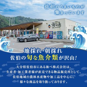 鮮魚 シマアジ (1本・約1kg) 鯵 アジ あじ しまあじ 神経締め 獲れたて 海鮮 まるごと 刺身 塩焼き 冷蔵 海の直売所 大分県 佐伯市【AS87】【海べ (株)】