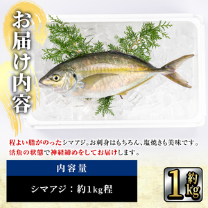 鮮魚 シマアジ (1本・約1kg) 鯵 アジ あじ しまあじ 神経締め 獲れたて 海鮮 まるごと 刺身 塩焼き 冷蔵 海の直売所 大分県 佐伯市【AS87】【海べ (株)】