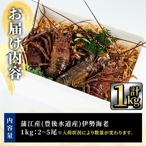 ＜数量限定・期間限定＞ 大分県産 伊勢海老 (計1kg・約2～5尾)【AS128】【海べ (株)】