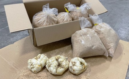 【規格外】十勝幕別 忠類ゆり根 1.5kg（M～2L）9～15玉【 北海道 幕別町 忠類 十勝 高級食材 お正月 料理 訳あり 】 野菜 ゆりね 北海道産 ワケあり 