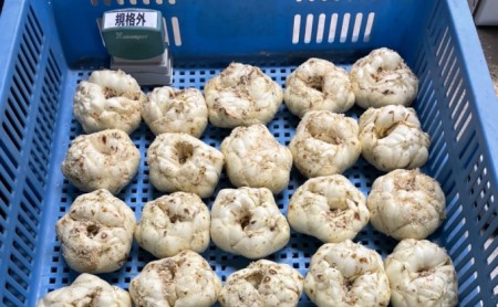 【規格外】十勝幕別 忠類ゆり根 1.5kg（M～2L）9～15玉【 北海道 幕別町 忠類 十勝 高級食材 お正月 料理 訳あり 】 野菜 ゆりね 北海道産 ワケあり 