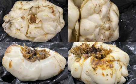 【規格外】十勝幕別 忠類ゆり根 1.5kg（M～2L）9～15玉【 北海道 幕別町 忠類 十勝 高級食材 お正月 料理 訳あり 】 野菜 ゆりね 北海道産 ワケあり 