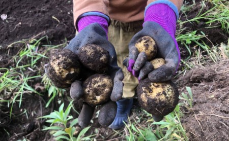 北海道十勝 ミナイカシのワイルドジャガイモおまかせ2種 計10kg 【有機JAS】自然栽培 じゃがいも