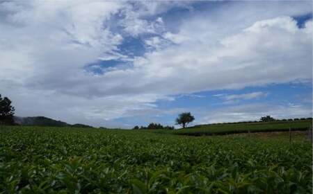 臼杵産の有機茶葉使用★オーガニックで安心！有機わ紅茶（50g×3袋）有機JAS認証