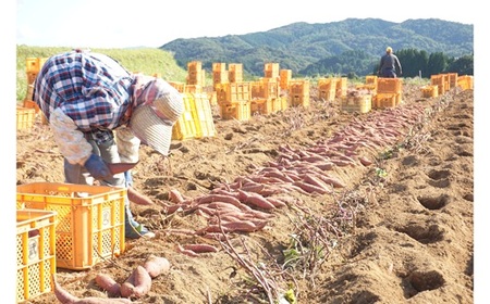 めっちゃ甘い！高糖度かんしょ「甘太くん」 （500g×20袋）計10kg
