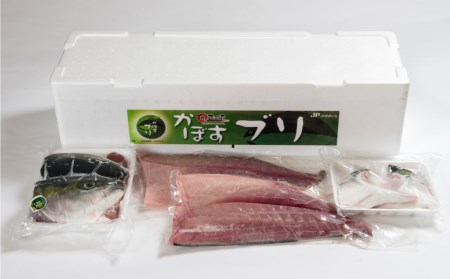 【年内・年末年始発送可】こんなブリ食べたことない！？「うすき産かぼすブリ」約４ｋｇ（１本）