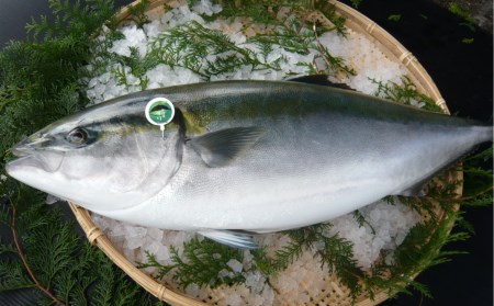 【年内・年末年始発送可】さっぱり美味い「うすき産（養殖）かぼすブリ」 約2kg弱（半身）