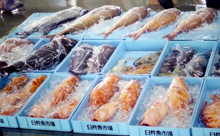 うすき豊後水道物語　豊後水道うすき地魚詰め合わせA