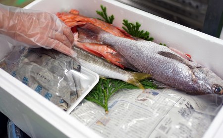 うすき豊後水道物語　豊後水道うすき地魚詰め合わせA