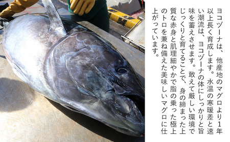 豊後まぐろ ヨコヅーナ 訳あり 端材 500g | 津久見市