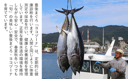 豊後 まぐろ ヨコヅーナ 訳あり スジ肉 1kg | 鮪 津久見市