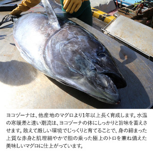 豊後まぐろ ヨコヅーナ 中落ちセット 200g×2 | 津久見市