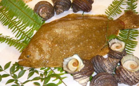 宗麟ひらめ・サザエの詰合せセット ヒラメ 平目 鮃 刺身 刺し身 生魚