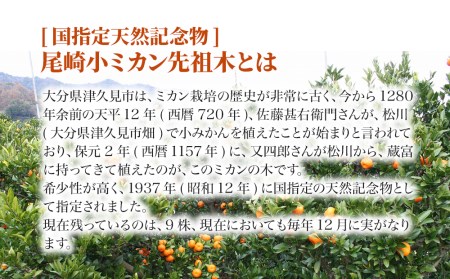 [国指定天然記念物]尾崎小ミカン先祖木の小ミカン【tsu002401】