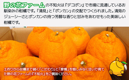 【先行予約・数量限定】野の花ファーム 不知火 6kg | 津久見市