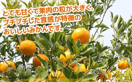 【先行予約】津久見のみかん はるみ 5kg ミカン 蜜柑 オレンジ 果実 旬のフルーツ 大分県産 九州産 津久見市 国産【tsu002901】